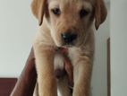 Labrador Puppie (Pure Breed)