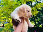 Labrador Puppies