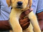 Labrador Puppies