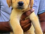 Labrador Puppies