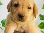 Labrador Puppies