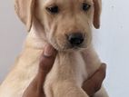 Labrador Puppies