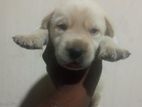 Labrador Puppies