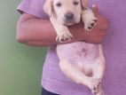 Labrador Puppies