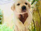 Labrador Puppies