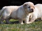 Labrador puppies (big born -Big head)