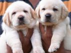 Labrador puppies (Big born Big head)