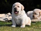 Labrador puppies (Big born Big head)