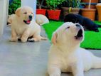 Labrador puppies (Big born Big Head)