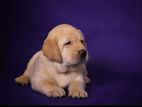 Labrador Puppies (Big Born Big Head)