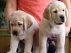 Labrador Puppies (Big Born Big Head)