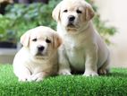 Labrador Puppies (Big Born Big Head)