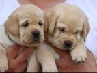 Labrador puppies (Big born Big head)