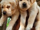 Labrador puppies (big born big head)