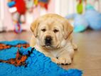 Labrador puppies (big born big head)