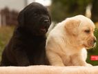 Labrador puppies (Big born Big Head)