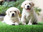 Labrador puppies (Big born Big Head)