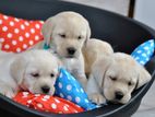 Labrador puppies (Big born Big Head)