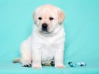 Labrador puppies (Big born Big Head)