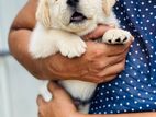 Labrador Puppies (Big Born Big Head)