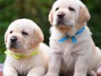 Labrador Puppies (Big Born Big Head)