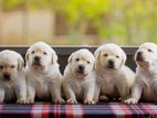 Labrador Puppies (Big Born Big Head)