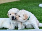 Labrador Puppies (Big Born Big Head)