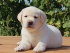 Labrador Puppies (Big Born Big Head)