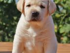 Labrador Puppies (Big Born Big Head)