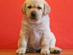 Labrador puppies (Big Born Big Head)