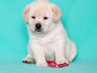 Labrador puppies (Big Born Big Head)