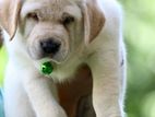 Labrador puppies (Big Born Big Head)