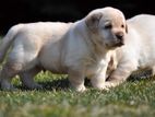 Labrador puppies (Big Born -Big Head)