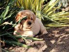 Labrador Puppies (big Born -Big Head)