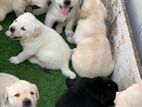 Labrador Puppies (Big Born -Big Head)