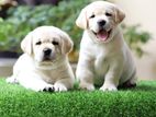 Labrador Puppies (Big Born Big Head)