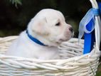 Labrador Puppies (Big Born Big Head)