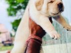 Labrador Puppies (Big Born Big Head)