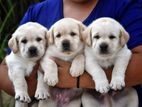 Labrador Puppies (Big Born Big Head) Male