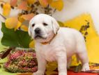 Labrador Puppies (Big Born Big Head) Male