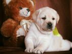 Labrador Puppies (Big Born Big Head) Male