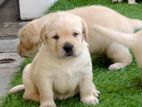 Labrador Puppies Big Born HeadMale