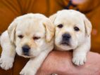 Labrador puppies (Big head big born)