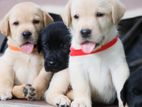 Labrador Puppies ( Black & Golden Yellow )