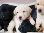 Labrador Puppies ( Black & Golden Yellow )