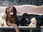 Labrador Puppies ( Black & Golden Yellow )