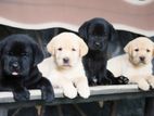 Labrador Puppies ( Black & Golden Yellow )