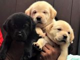 Labrador Puppies ( Black & Golden Yellow )