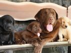 Labrador Puppies ( Black/Chocolate Brown /Golden )
