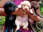 Labrador Black Puppies